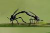Dioctria atricapilla
